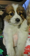 Rn Litter Jericho - ADOPTED 05.02.15