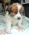 Rn Litter Jericho - ADOPTED 05.02.15