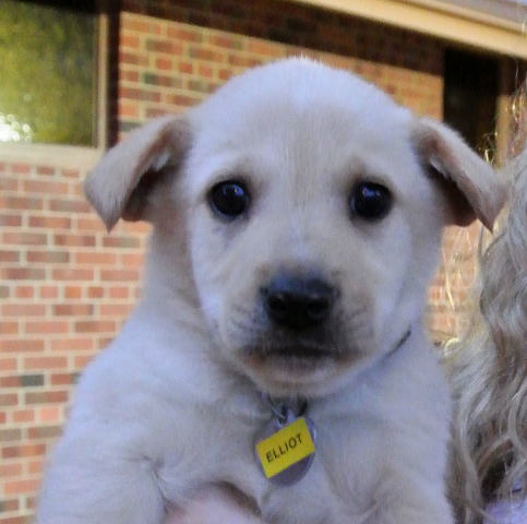 Rn Litter Elliot - ADOPTED 05.02.15