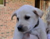 Rn Litter Elliot - ADOPTED 05.02.15