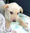 Rn Litter Elliot - ADOPTED 05.02.15
