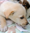 Rn Litter Elliot - ADOPTED 05.02.15