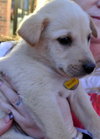 Rn Litter Elliot - ADOPTED 05.02.15