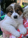 Rn Litter Brock - ADOPTED 05.02.15