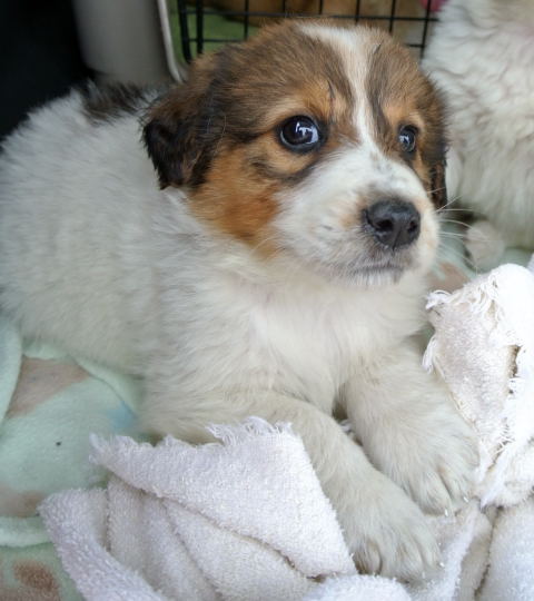 Rn Litter Brock - ADOPTED 05.02.15