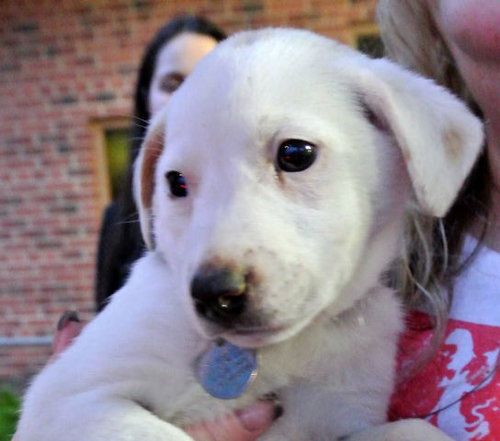 Rn Litter Cherish - ADOPTED 05.02.15