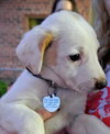 Rn Litter Cherish - ADOPTED 05.02.15