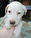 Rn Litter Cherish - ADOPTED 05.02.15