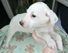 Rn Litter Cherish - ADOPTED 05.02.15