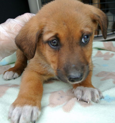 Rn Litter Bethany - ADOPTED 05.02.15