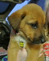 Rn Litter Bethany - ADOPTED 05.02.15