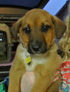 Rn Litter Bethany - ADOPTED 05.02.15