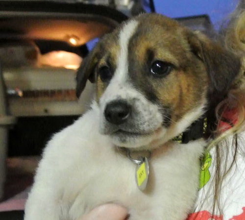 Rn Litter Sky - ADOPTED 05.02.15
