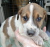 Rn Litter Sky - ADOPTED 05.02.15