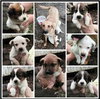 Rn Litter Sky - ADOPTED 05.02.15