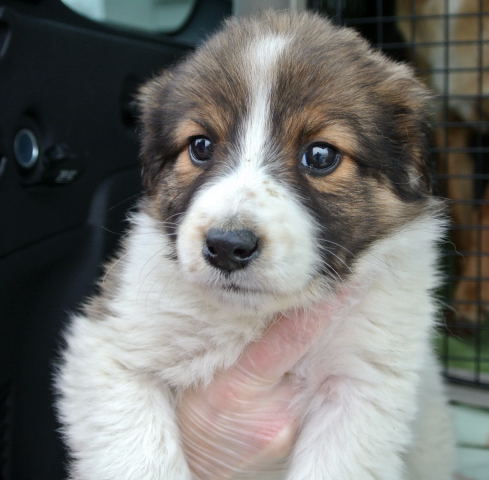 Rn Litter Annabell - ADOPTED 05.02.15
