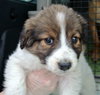 Rn Litter Annabell - ADOPTED 05.02.15