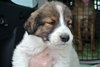 Rn Litter Annabell - ADOPTED 05.02.15