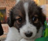 Rn Litter Annabell - ADOPTED 05.02.15