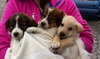 Rn Litter Annabell - ADOPTED 05.02.15