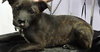 Houdina-ADOPTED-6.9.15
