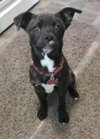 Houdina-ADOPTED-6.9.15