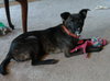 Houdina-ADOPTED-6.9.15