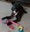 Houdina-ADOPTED-6.9.15