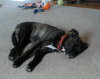 Houdina-ADOPTED-6.9.15