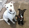 Houdina-ADOPTED-6.9.15