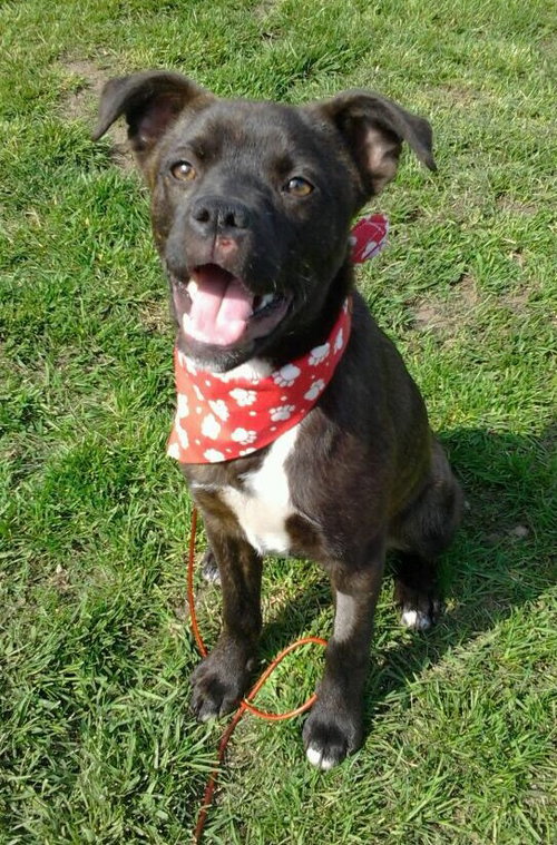 Houdina-ADOPTED-6.9.15
