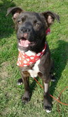 Houdina-ADOPTED-6.9.15