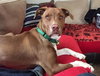 Dieter - ADOPTED 05.18.15