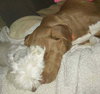 Dieter - ADOPTED 05.18.15