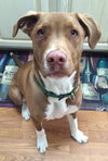 Dieter - ADOPTED 05.18.15
