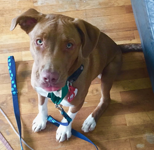 Dieter - ADOPTED 05.18.15