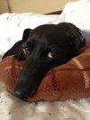Clarence-ADOPTED-5.15.15