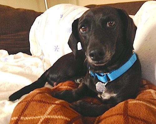 Clarence-ADOPTED-5.15.15