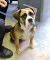 Sweet Pea-ADOPTED-5.12.15