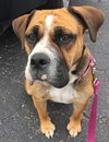 Sweet Pea-ADOPTED-5.12.15