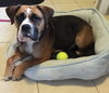 Sweet Pea-ADOPTED-5.12.15