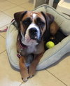Sweet Pea-ADOPTED-5.12.15