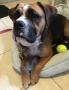Sweet Pea-ADOPTED-5.12.15