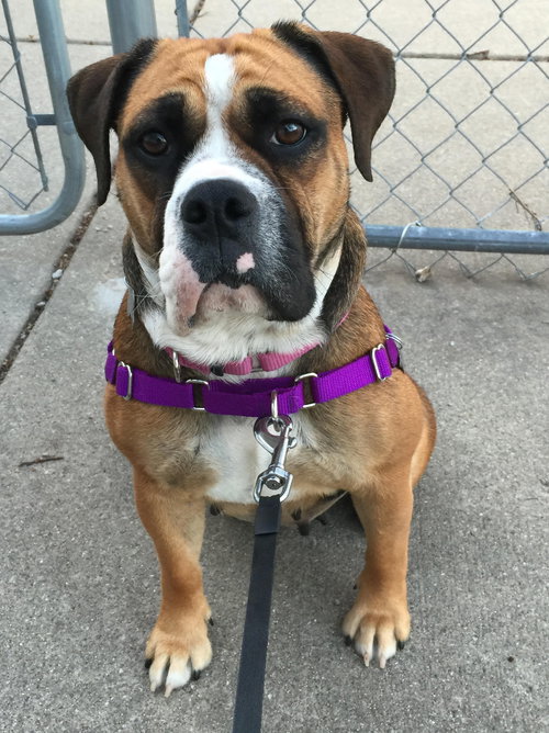 Sweet Pea-ADOPTED-5.12.15