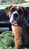 Sweet Pea-ADOPTED-5.12.15