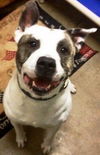 Ryker - ADOPTED 01.23.16