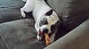 Ryker - ADOPTED 01.23.16