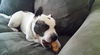 Ryker - ADOPTED 01.23.16