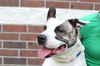 Ryker - ADOPTED 01.23.16