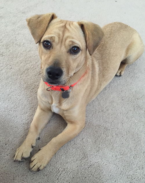 Marigold - ADOPTED 11.21.15